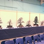 Swindon Bonsai Society club trees