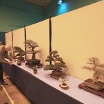 Swindon Bonsai Club Members trees Swindon Bonsai Club Members trees