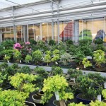 Wide range of tropical trees Wide range of tropical trees