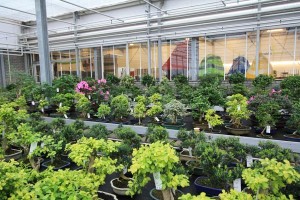 Wide range of tropical trees