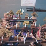 Windybank Bonsai Windybank Bonsai