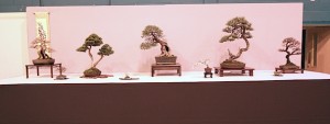 Wirral Bonsai Society