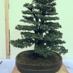 Yew