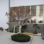 Zelkova Zelkova