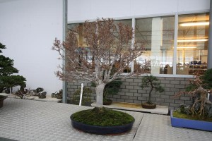 Zelkova Zelkova