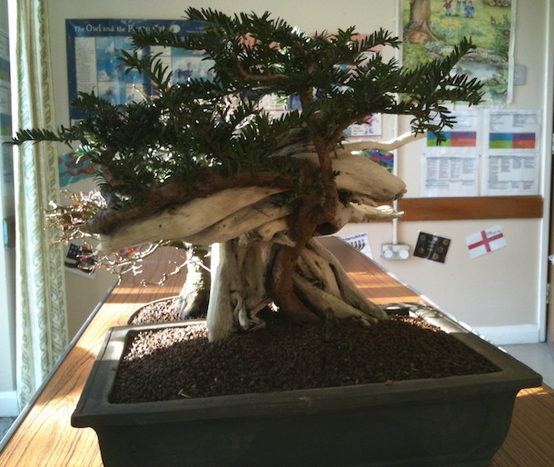 Yew trees as bonsai Swindon & District Bonsai