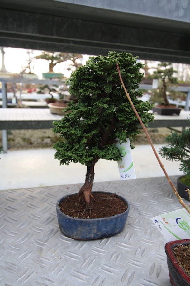Evergreen Bonsai trees « Swindon & District Bonsai