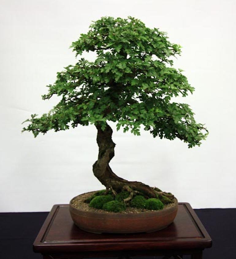 Hawthorn as Bonsai Swindon & District Bonsai