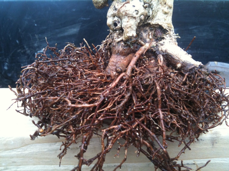 Fascinated by roots « Swindon & District Bonsai