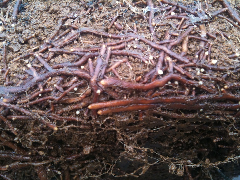 Fascinated by roots « Swindon & District Bonsai