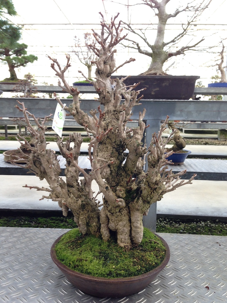 Ginkgo biloba Swindon & District Bonsai