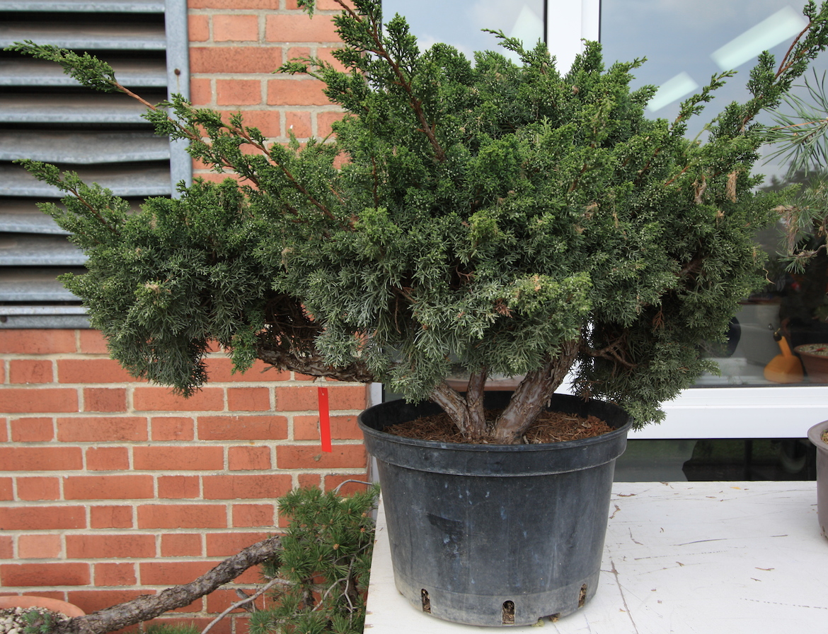 Yamadori for sale at Exposition de Bonsai, France « Swindon & District Bonsai