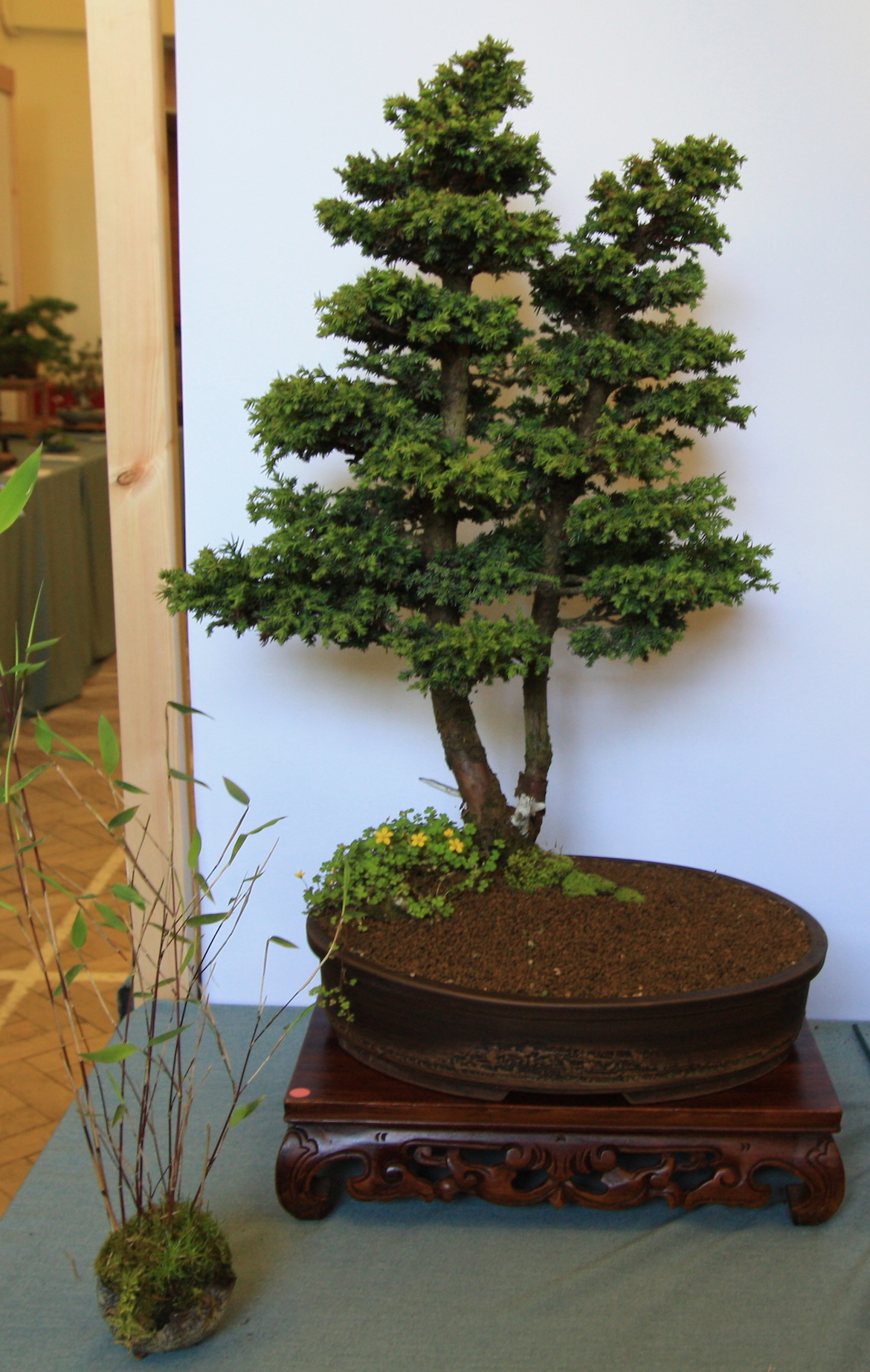 Conifers as Bonsai « Swindon & District Bonsai