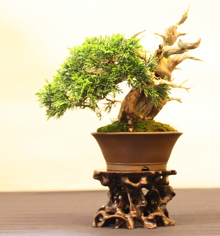 Bonsai Stands « Swindon & District Bonsai
