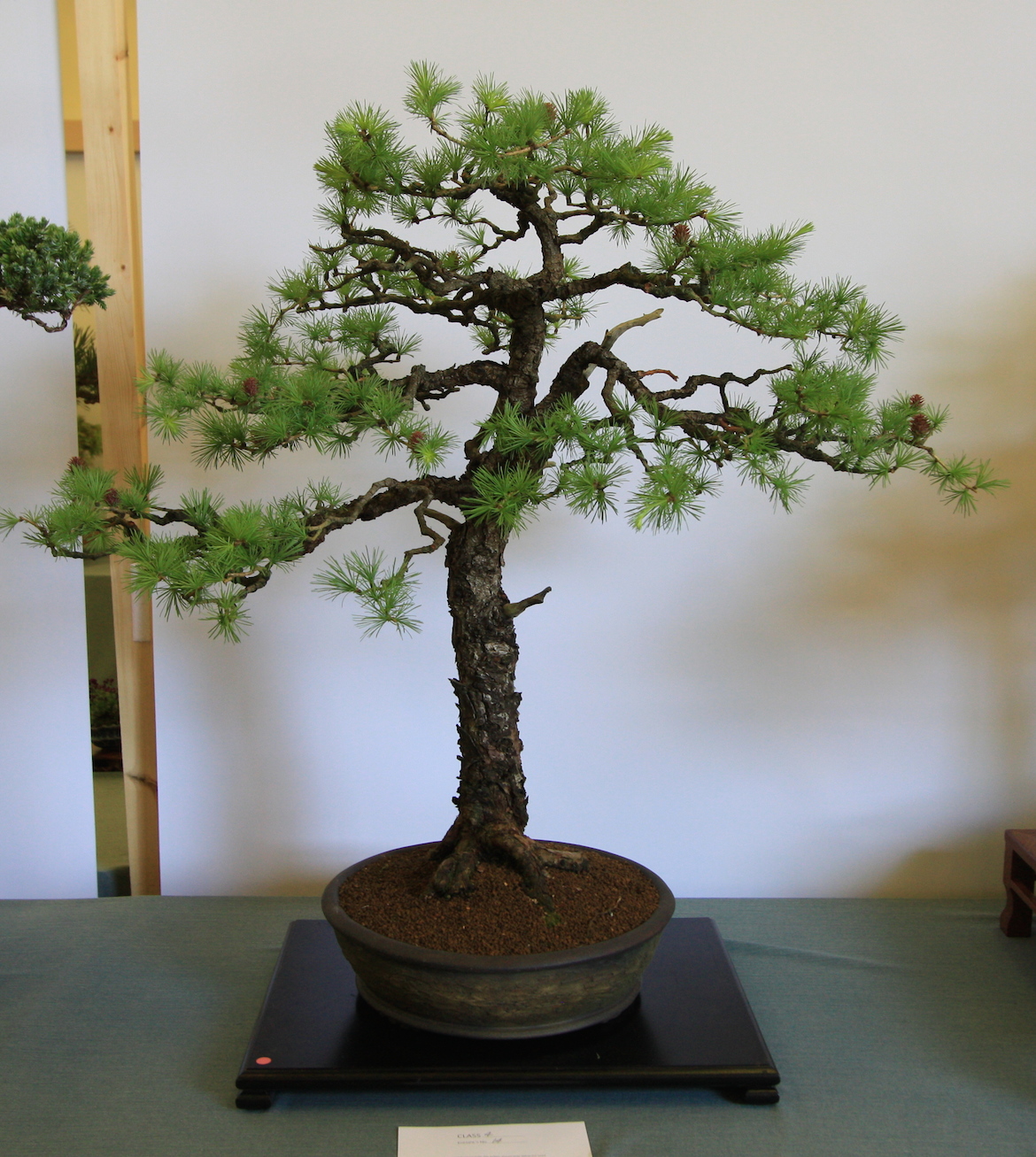 Conifers as Bonsai « Swindon & District Bonsai