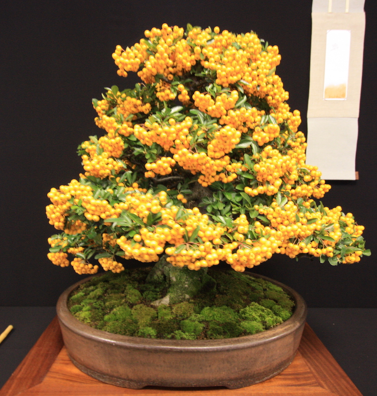 Bonsai pot colour guide