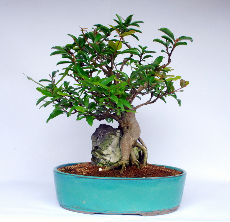 pomegranate tree bonsai