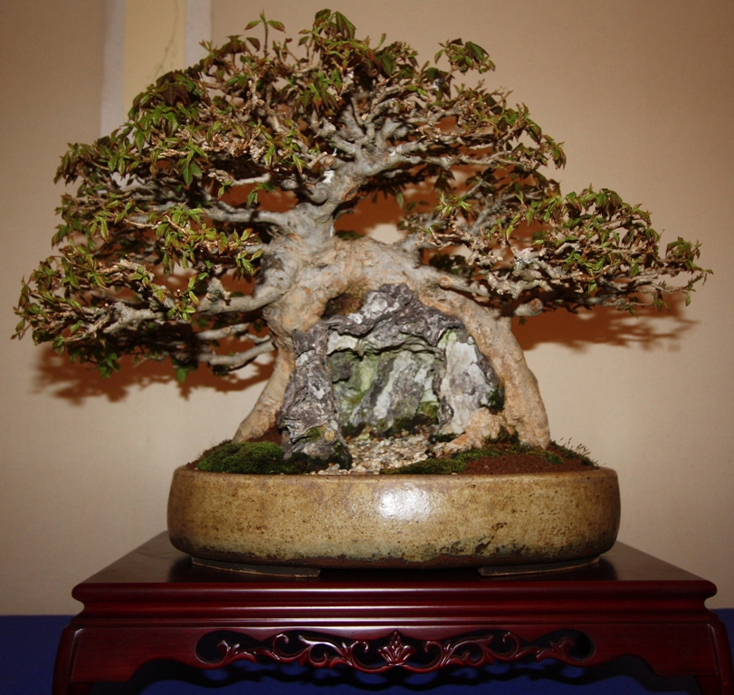 Best of British Bonsai show April 2011 Swindon & District Bonsai