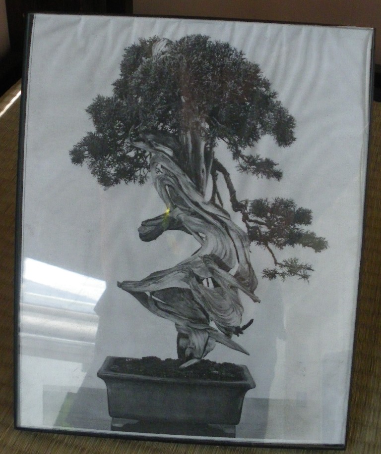 Bonsai in New York - Swindon & District Bonsai