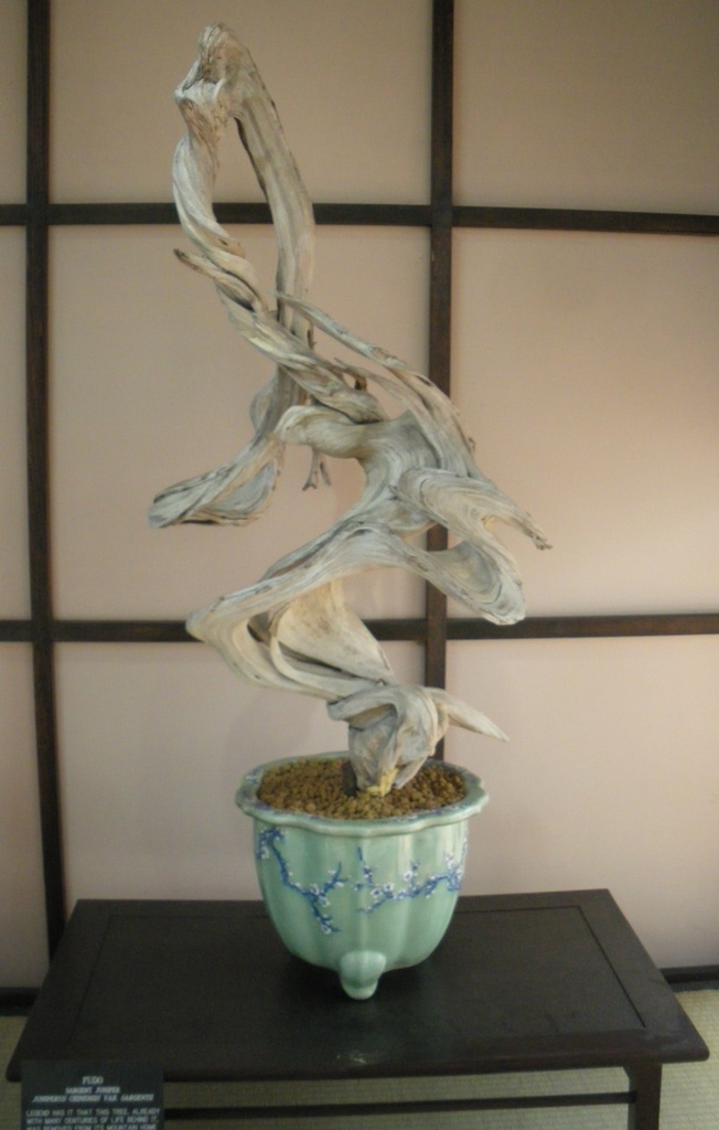 Bonsai in New York - Swindon & District Bonsai