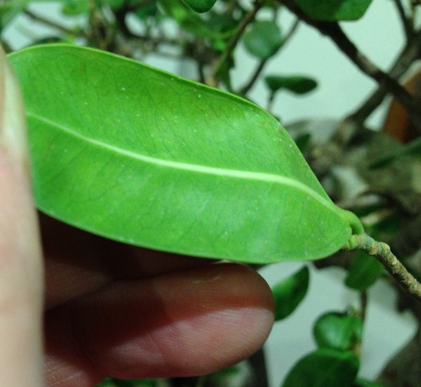 Ficus microcarpa (Ginseng Fig or Banyan Fig) Swindon & District Bonsai