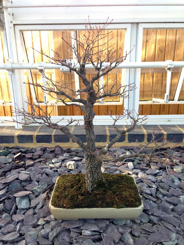 Japanese Cork Bark Maple