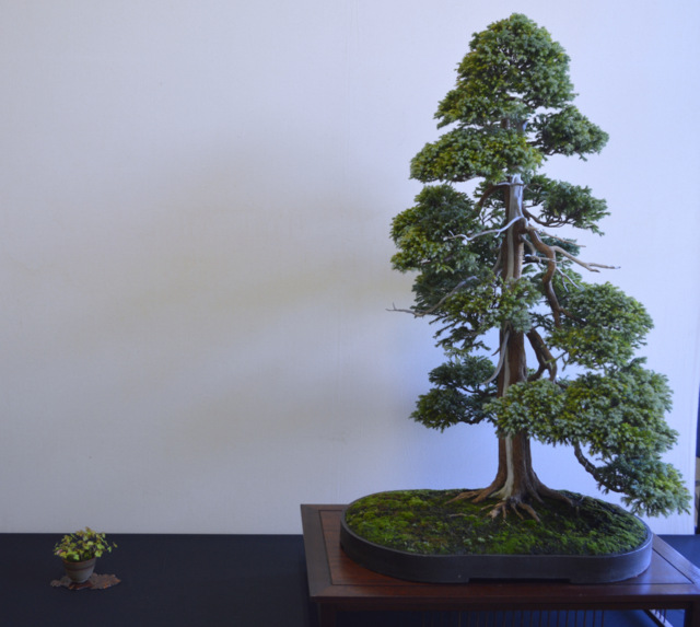 Bristol Bonsai Show 2013