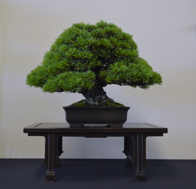 Bristol Bonsai Show 2013