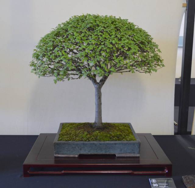 Bristol Bonsai Show 2013