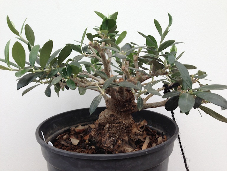 Olive as a Bonsai Swindon & District Bonsai