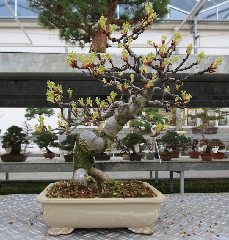 Pyrus pyrifolia as bonsai - Swindon & District Bonsai