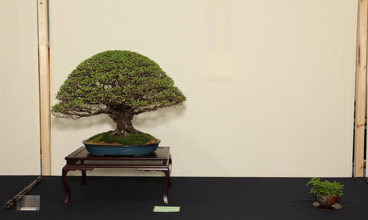 Broom style Chinese Elm IA4A3894