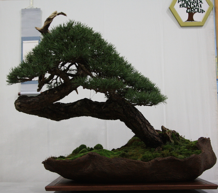 Phoenix Bonsai Group