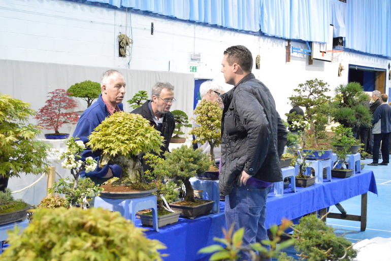 Bonsai Traders Association Show (Coventry) Swindon & District Bonsai