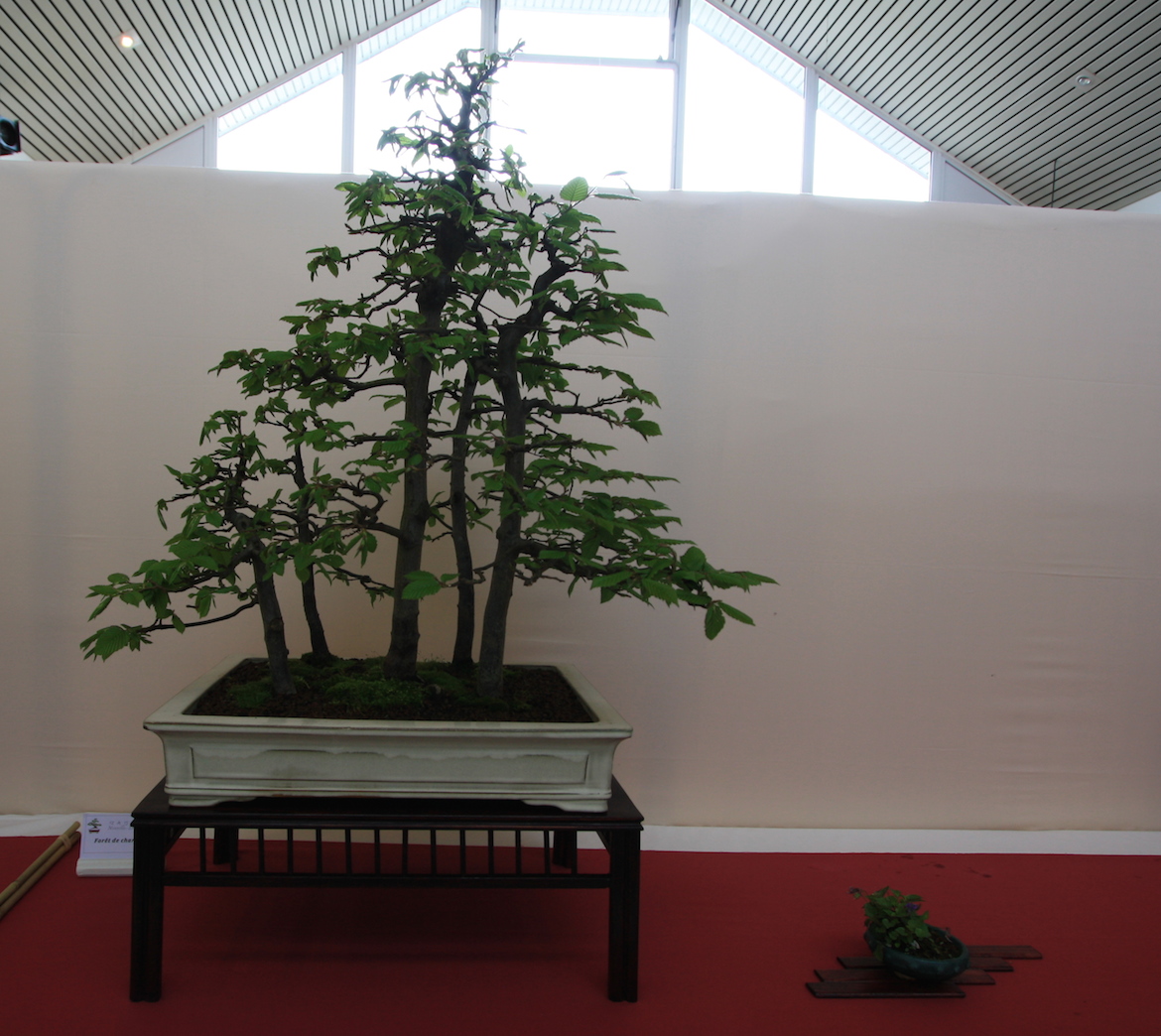 Bonsai on display at the Exposition de Bonsai in France