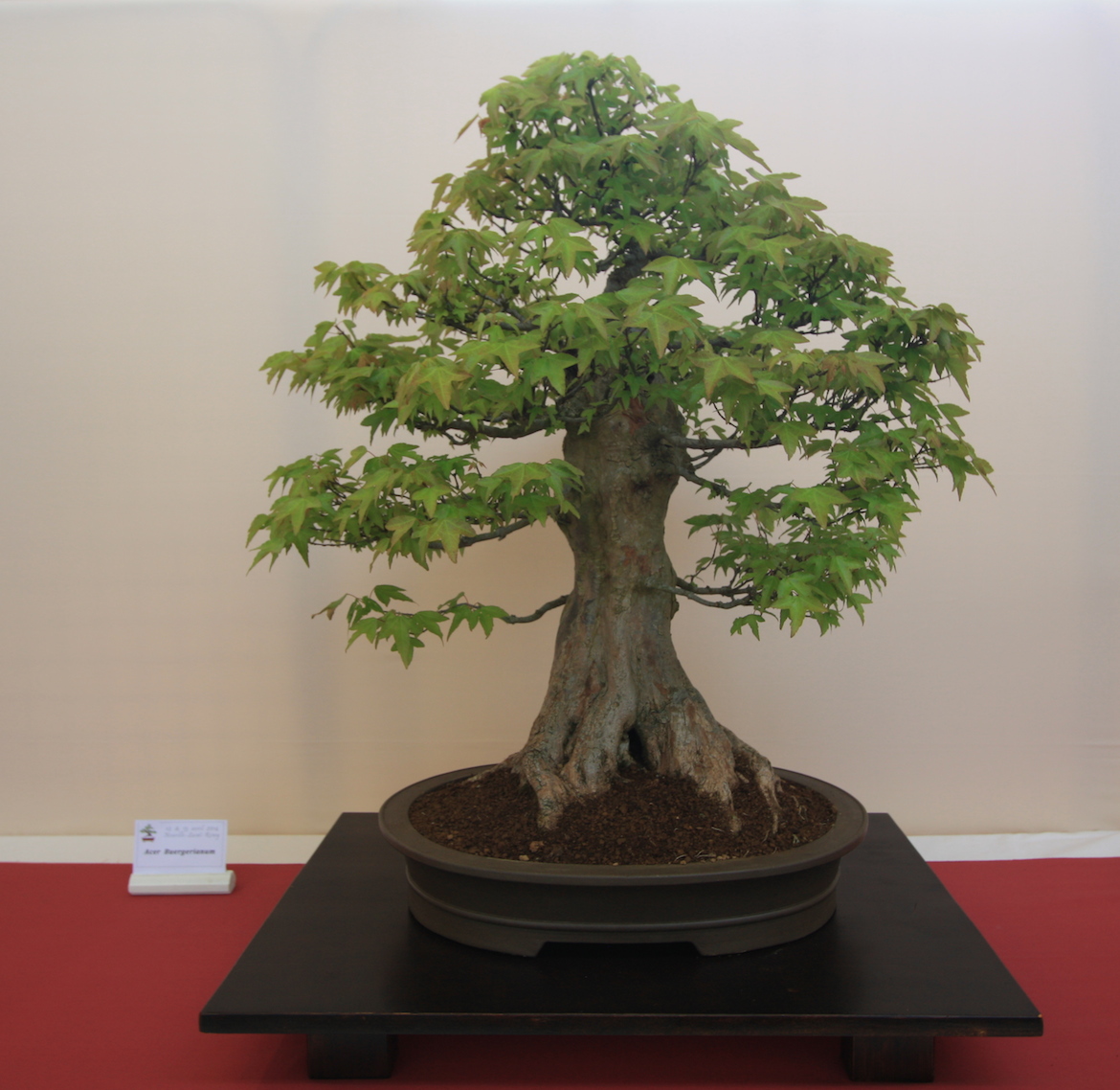 Bonsai on display at the Exposition de Bonsai in France
