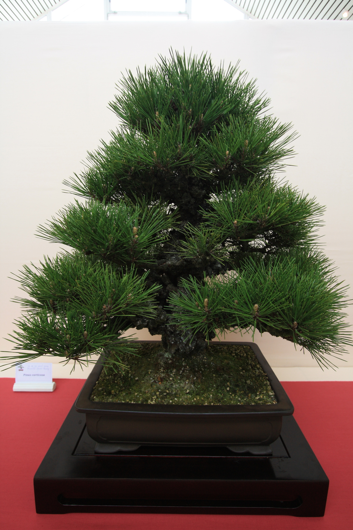 Japanese Cork Bark Black Pine Swindon & District Bonsai