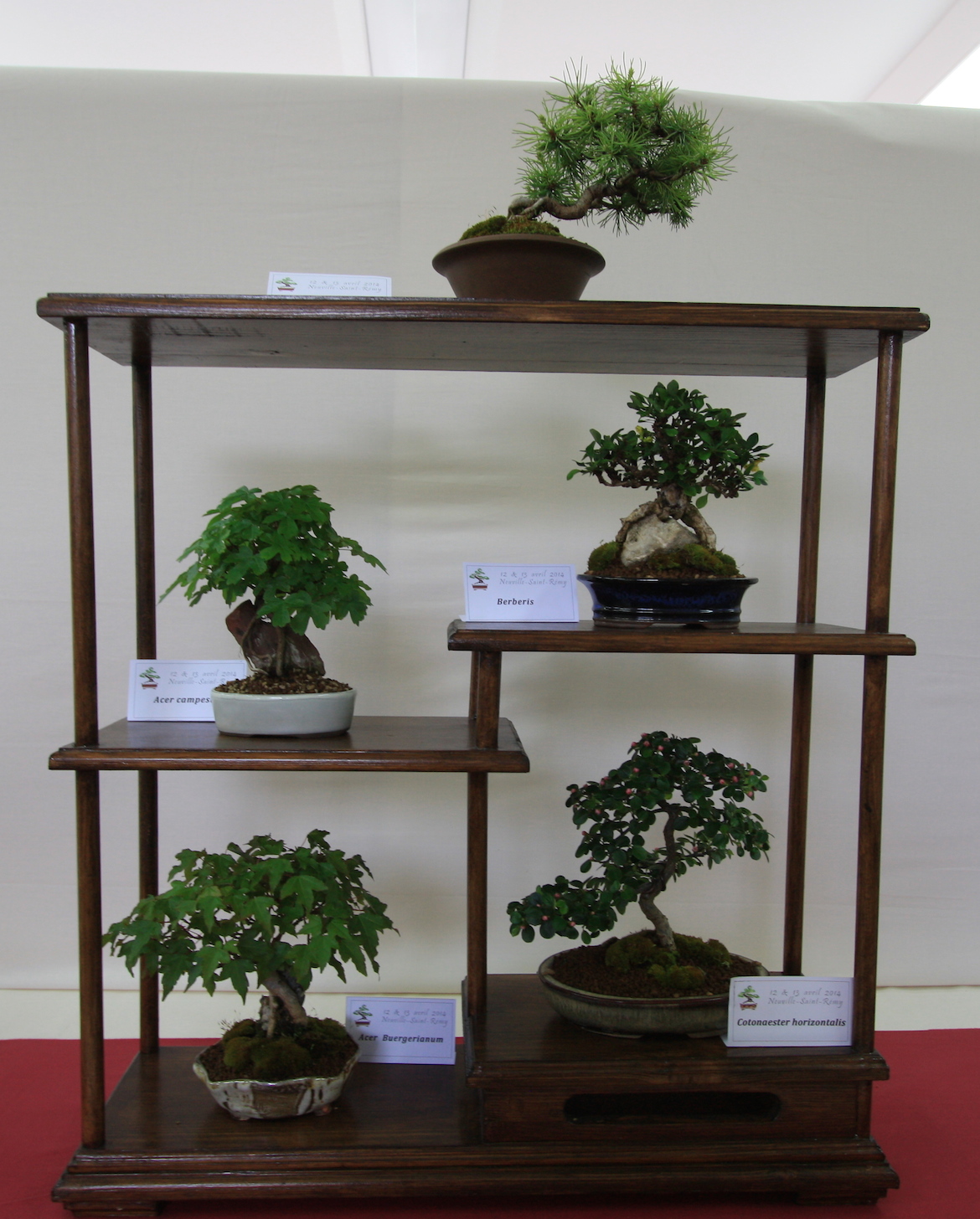 Bonsai on display at the Exposition de Bonsai in France