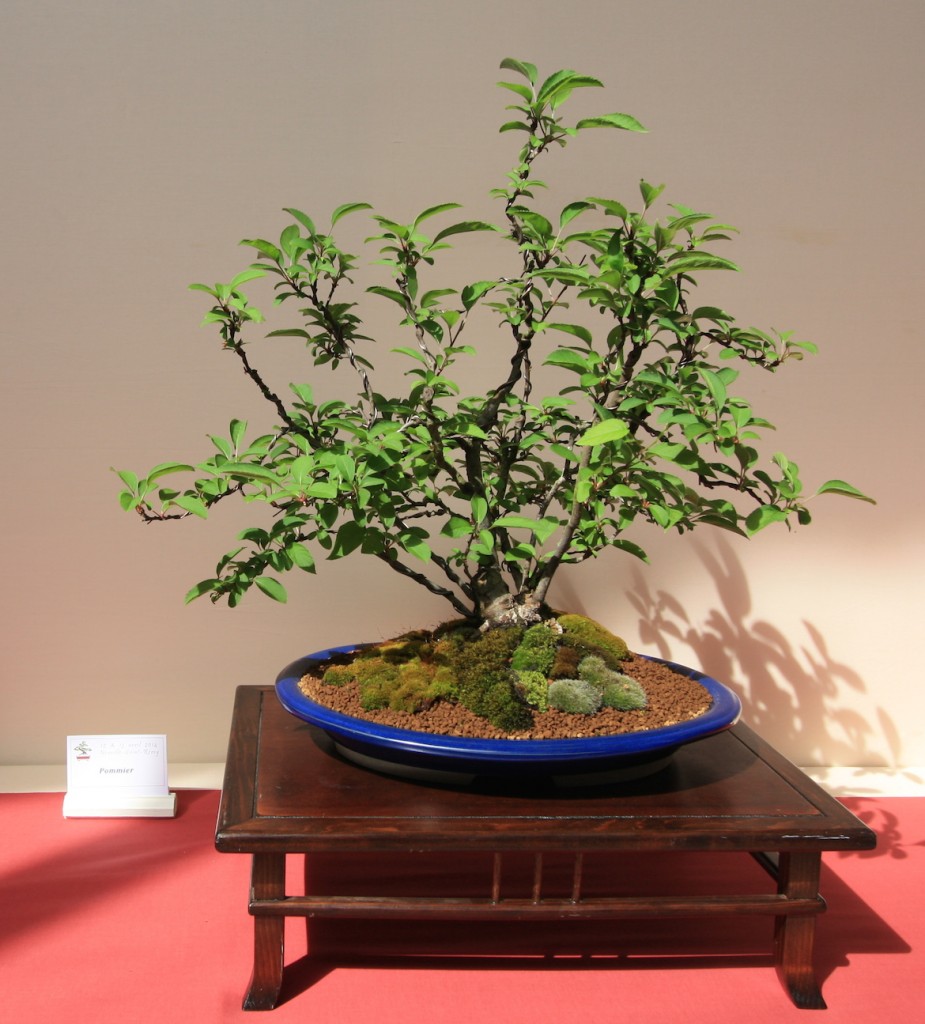 Bonsai on display at the Exposition de Bonsai in France