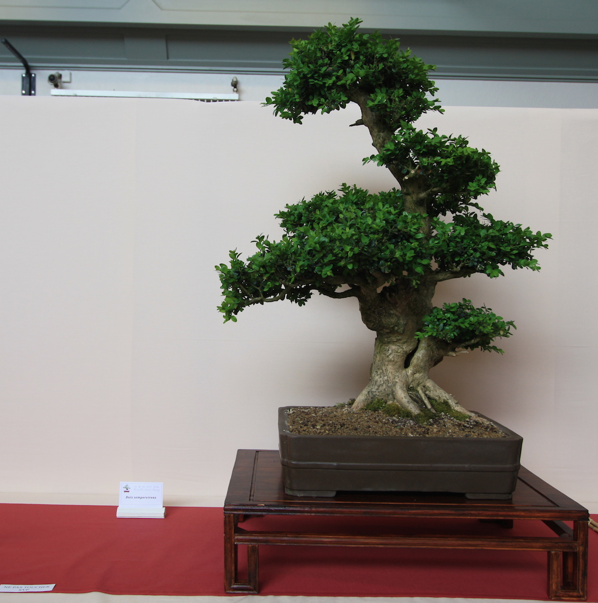 Bonsai on display at the Exposition de Bonsai in France