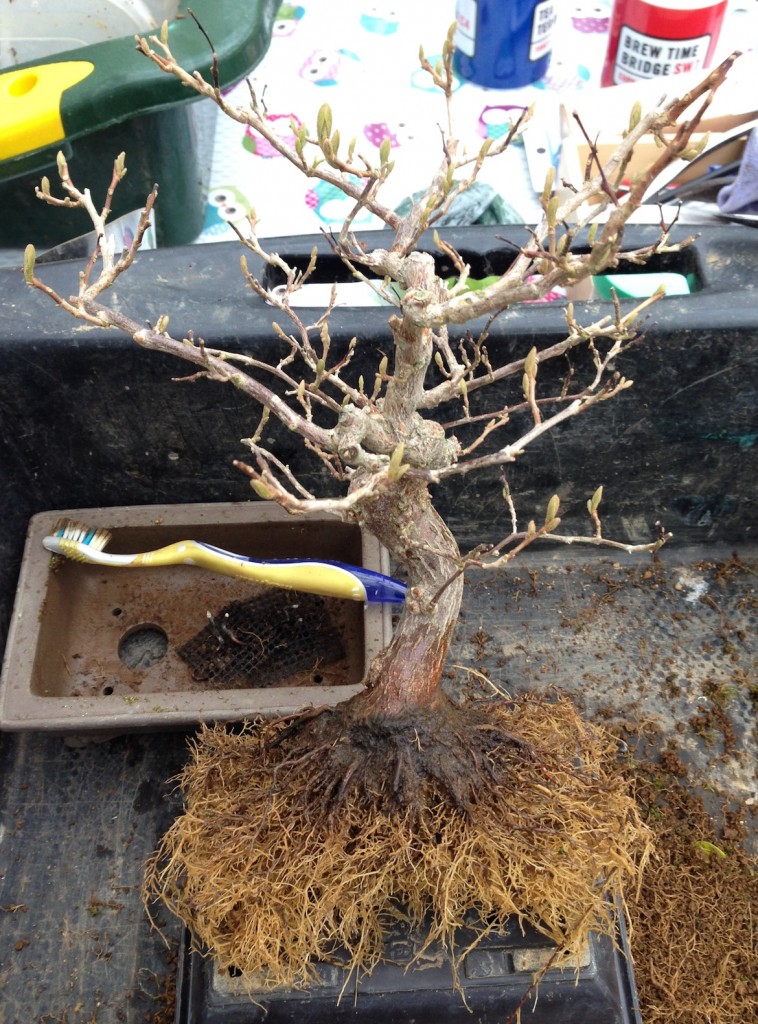 Repotting Bonsai