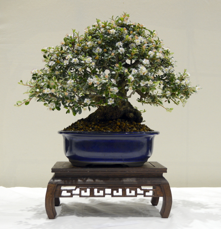 Bonson Tree May tree of the month - Swindon & District Bonsai