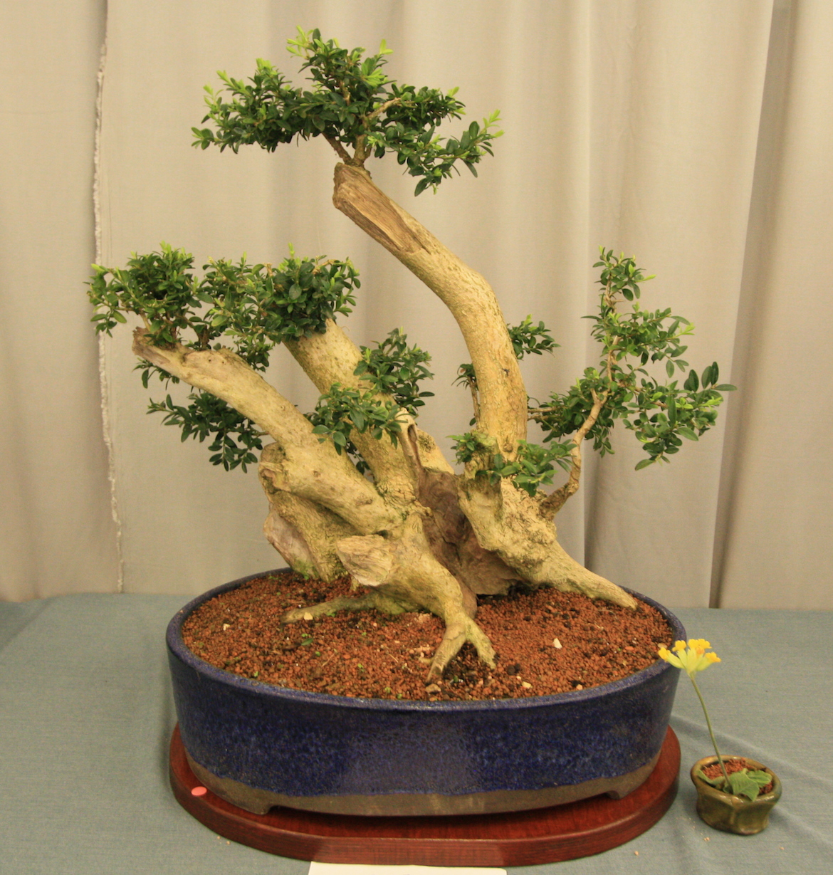 Box Swindon & District Bonsai