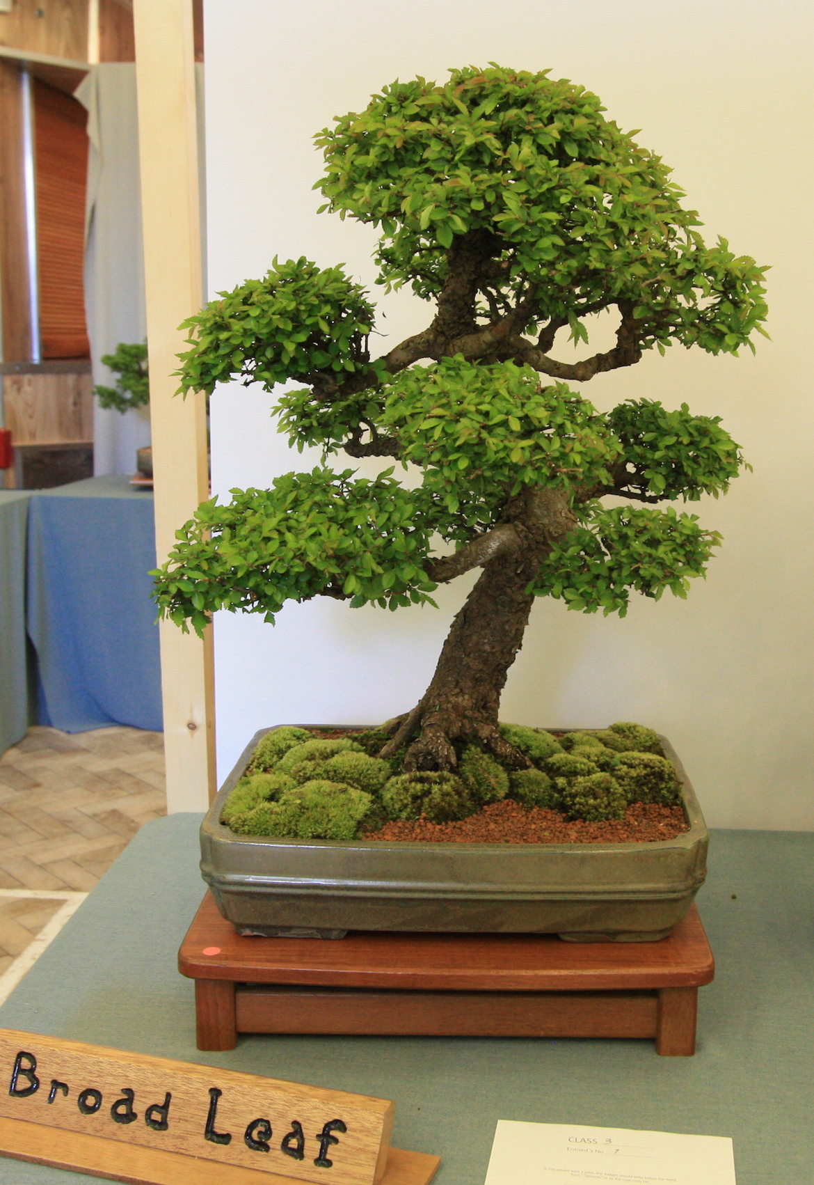 Chinese Elm Swindon & District Bonsai