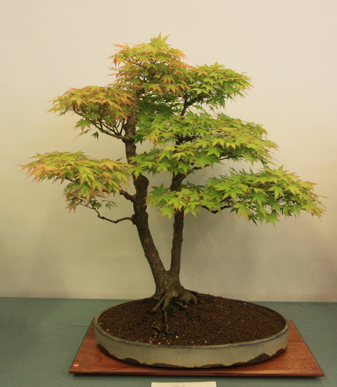 Broadleaf Bonsai