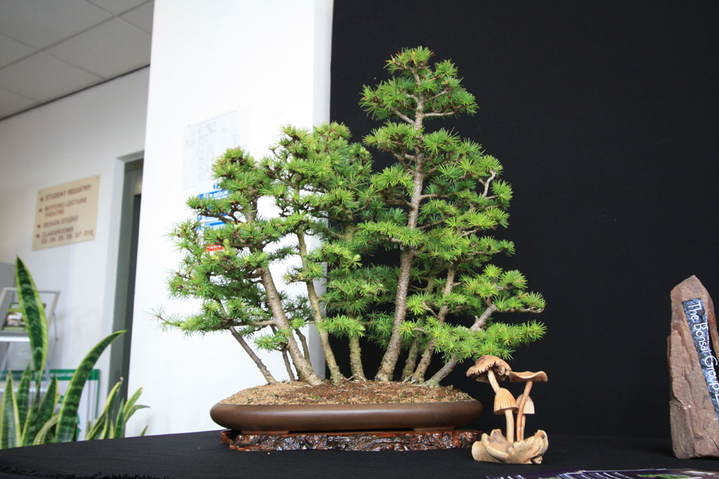 Enfield Bonsai Group