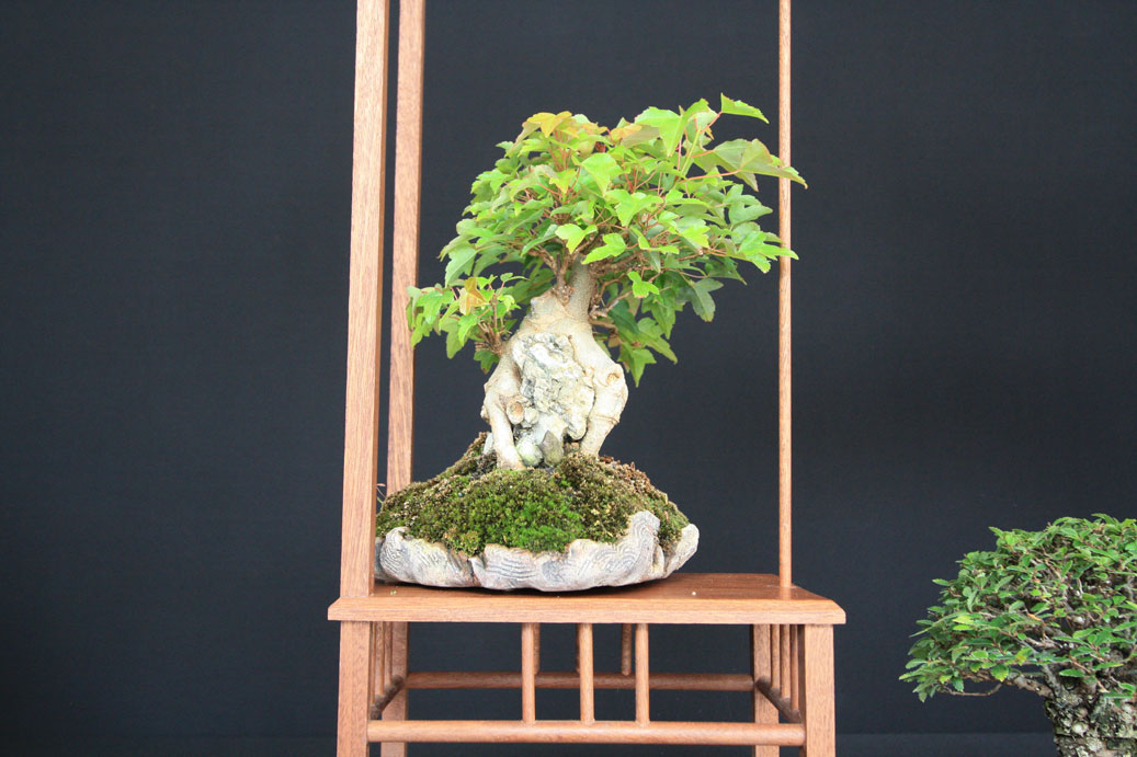 Enfield Bonsai Group
