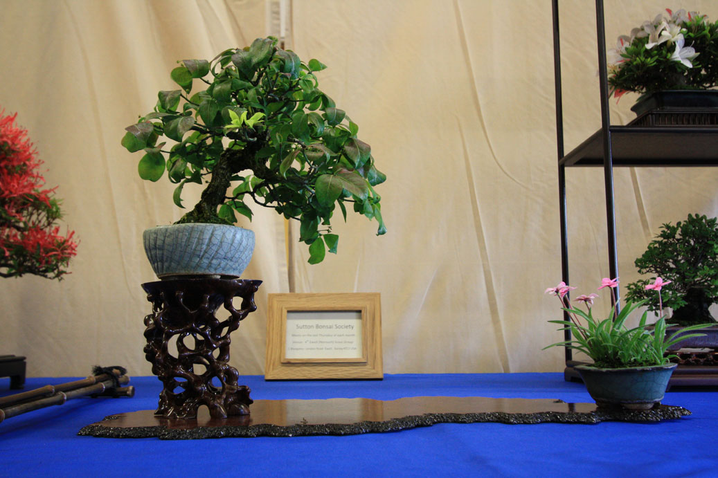Grand Bonsai Event Exhibitors Swindon & District Bonsai