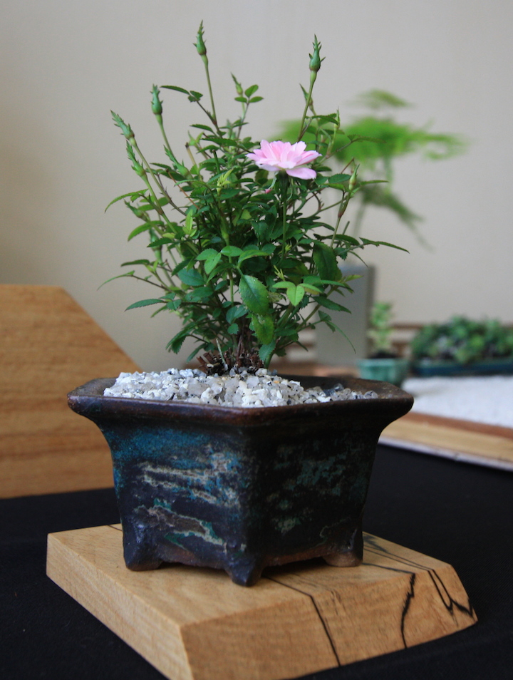 2nd International Magical Bonsai Accents Exhibition
