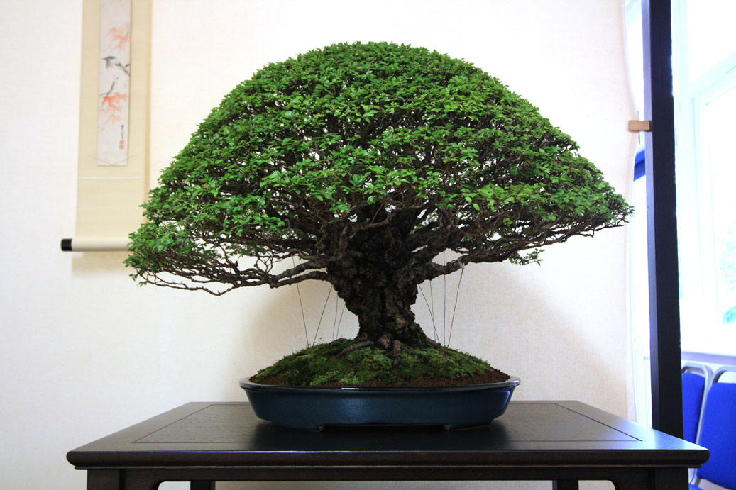 Bristol Bonsai Society Show